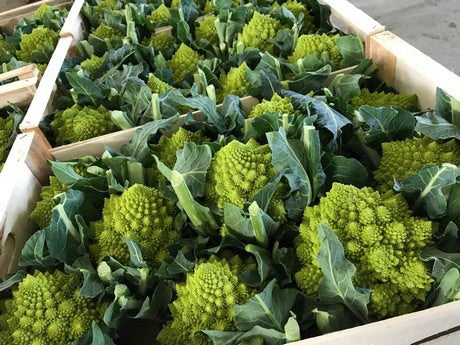 Romanescu