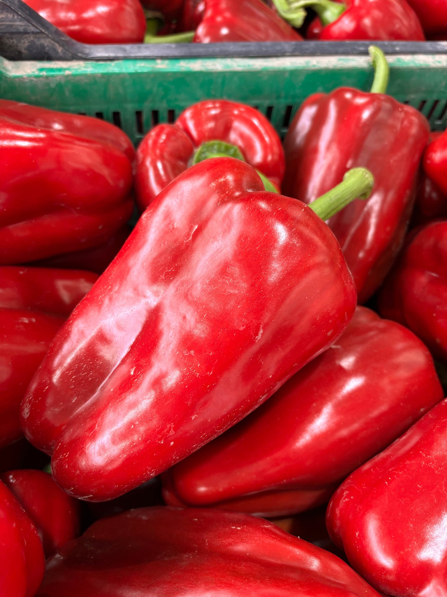 Pimiento Lamuyo Rojo