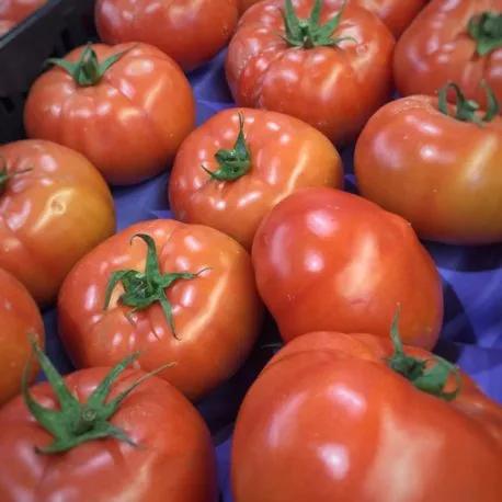 Tomate Daniela Maduro