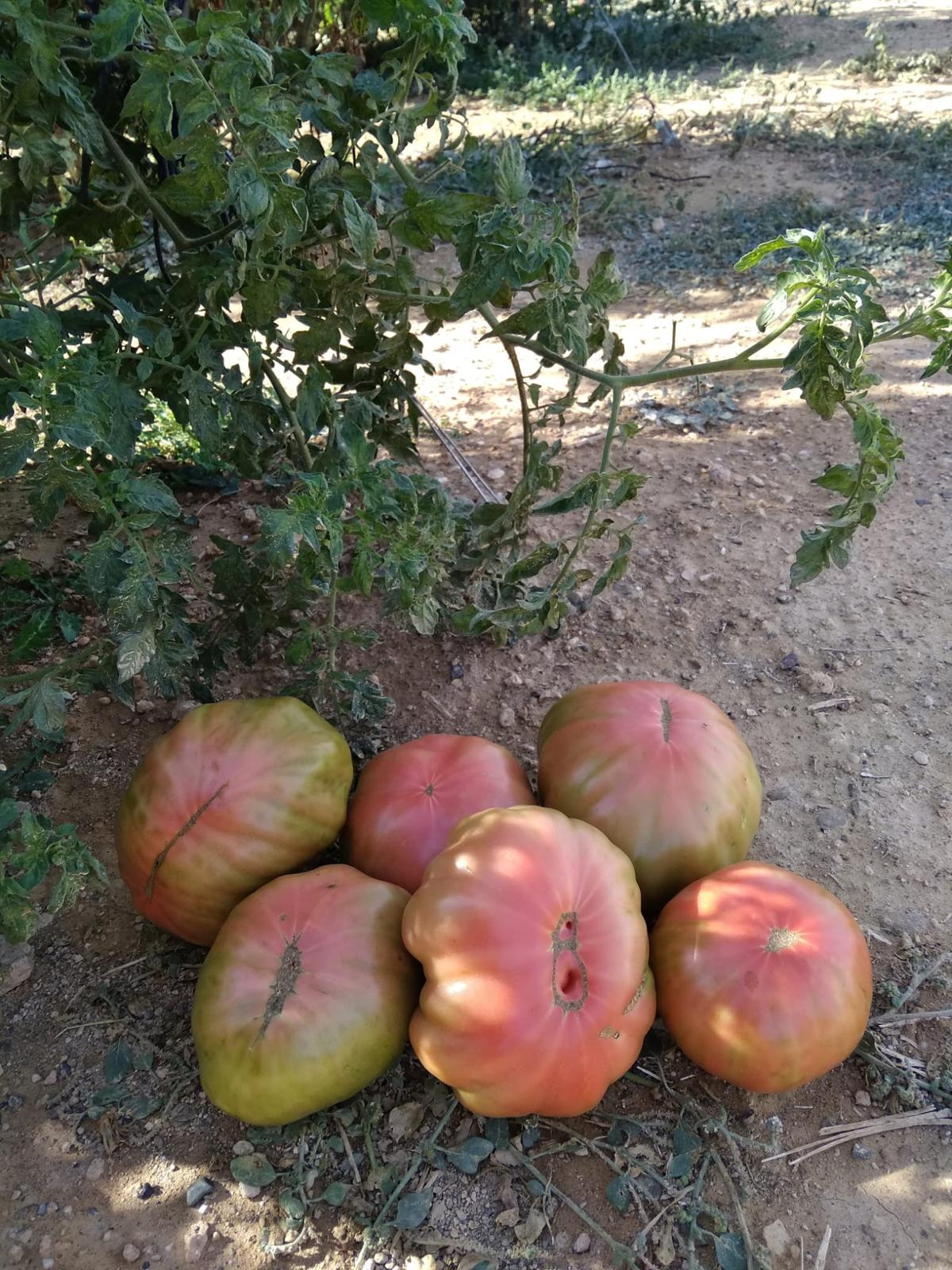 Tomate Rosa