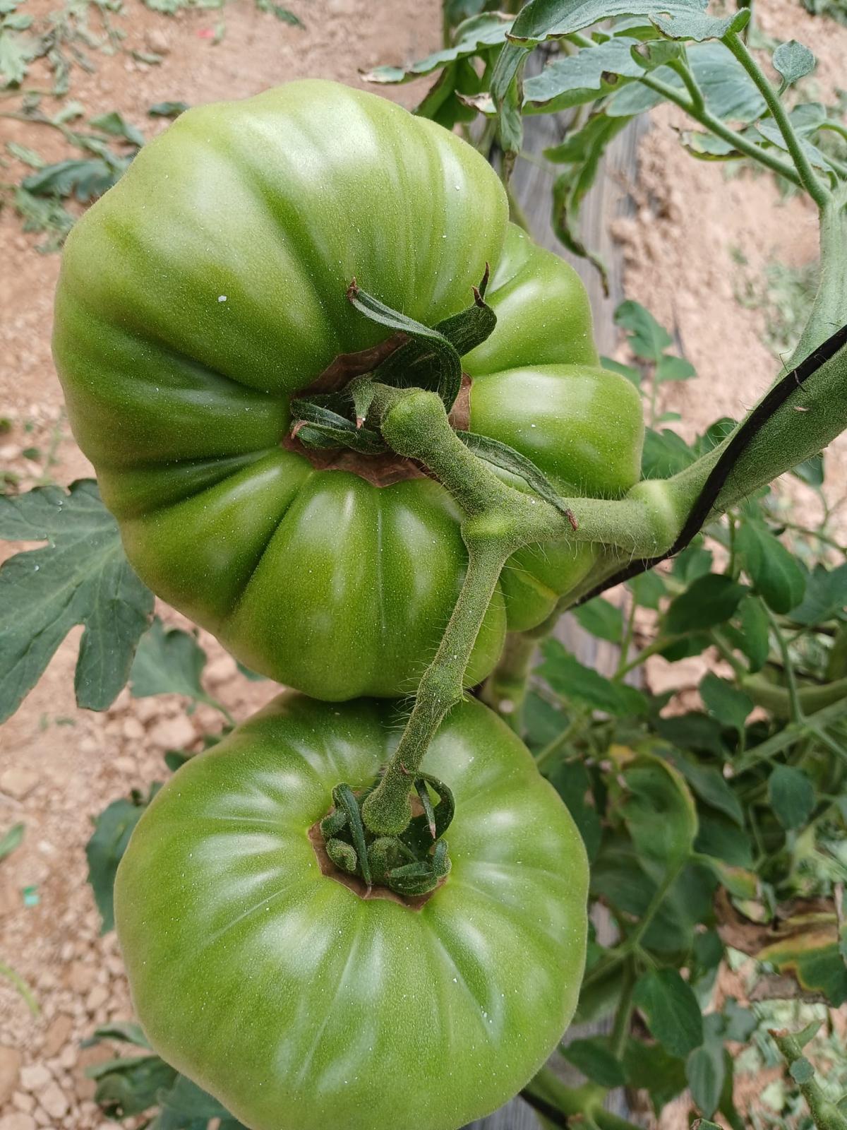 Tomate Rosa