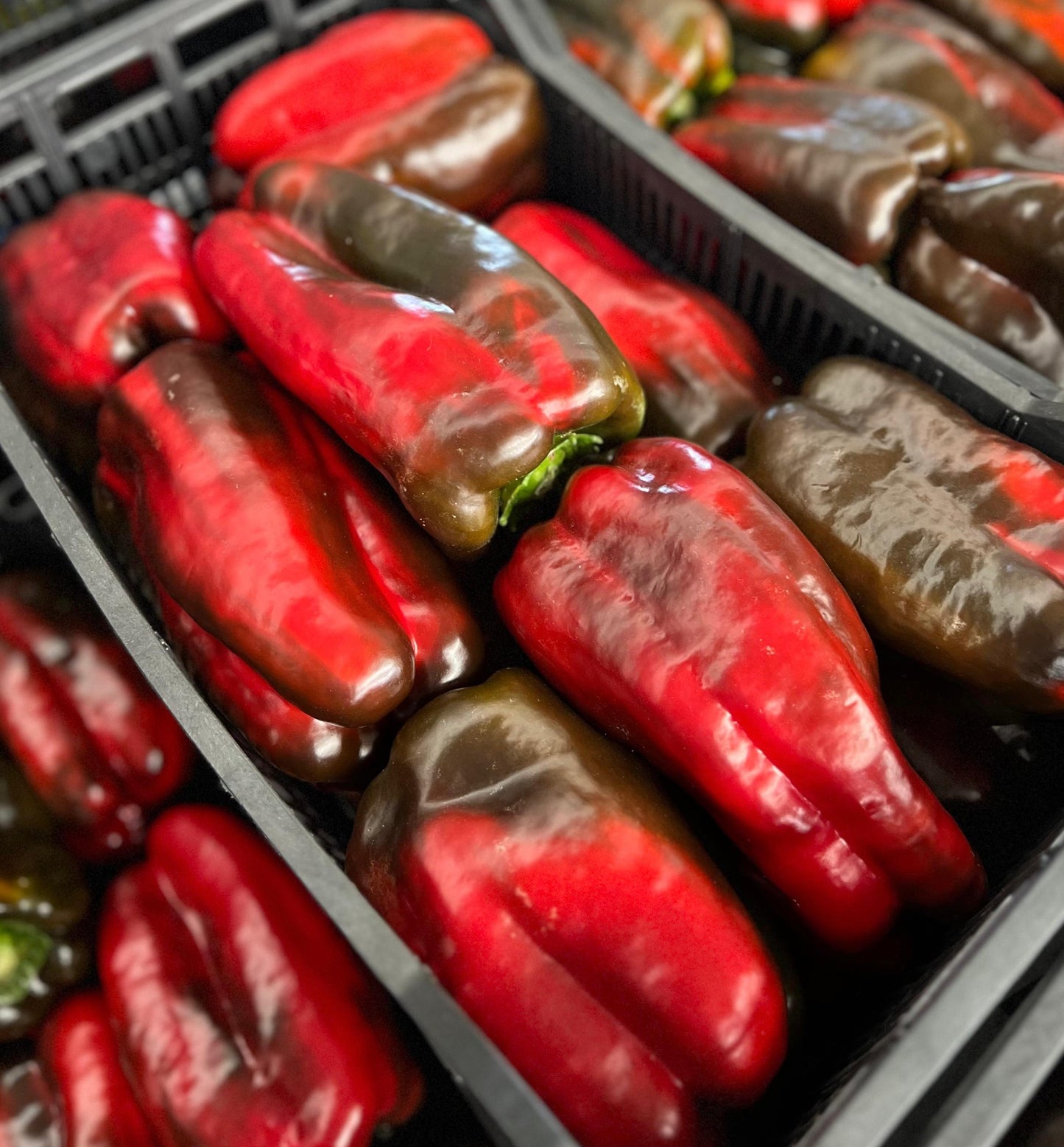 Pimiento Lamuyo Rojo