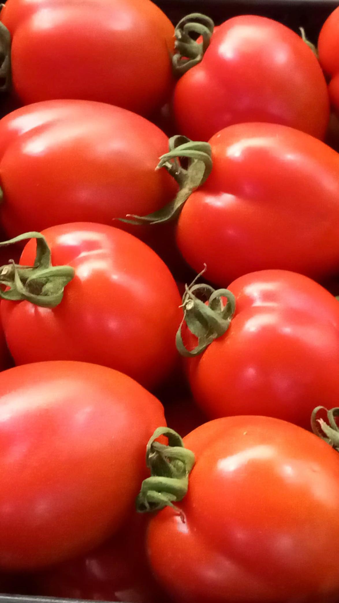 Tomate Pera