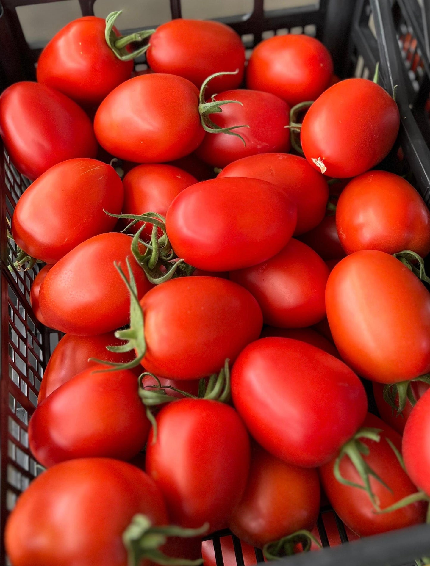 Tomate Pera