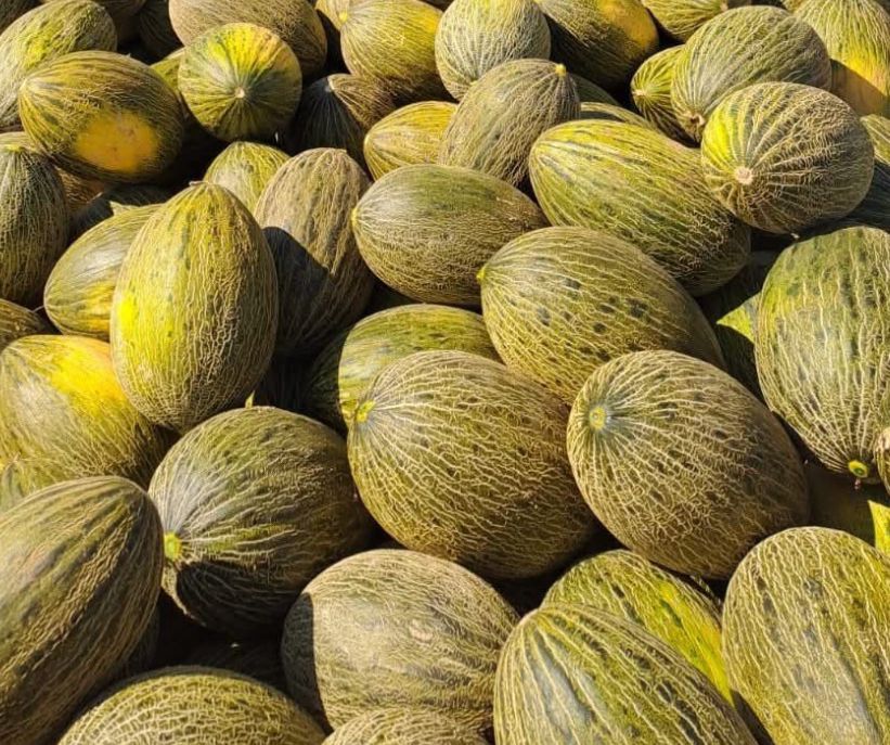 Melón Piel de Sapo de Villaconejos