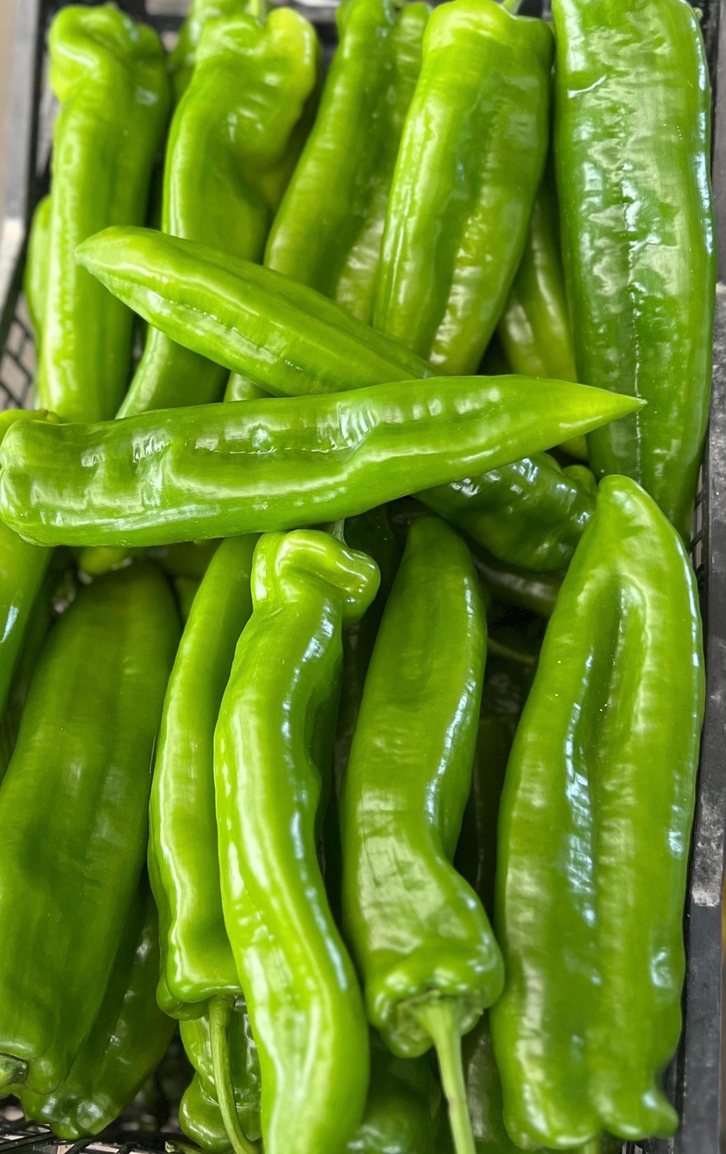 Pimiento Italiano Verde