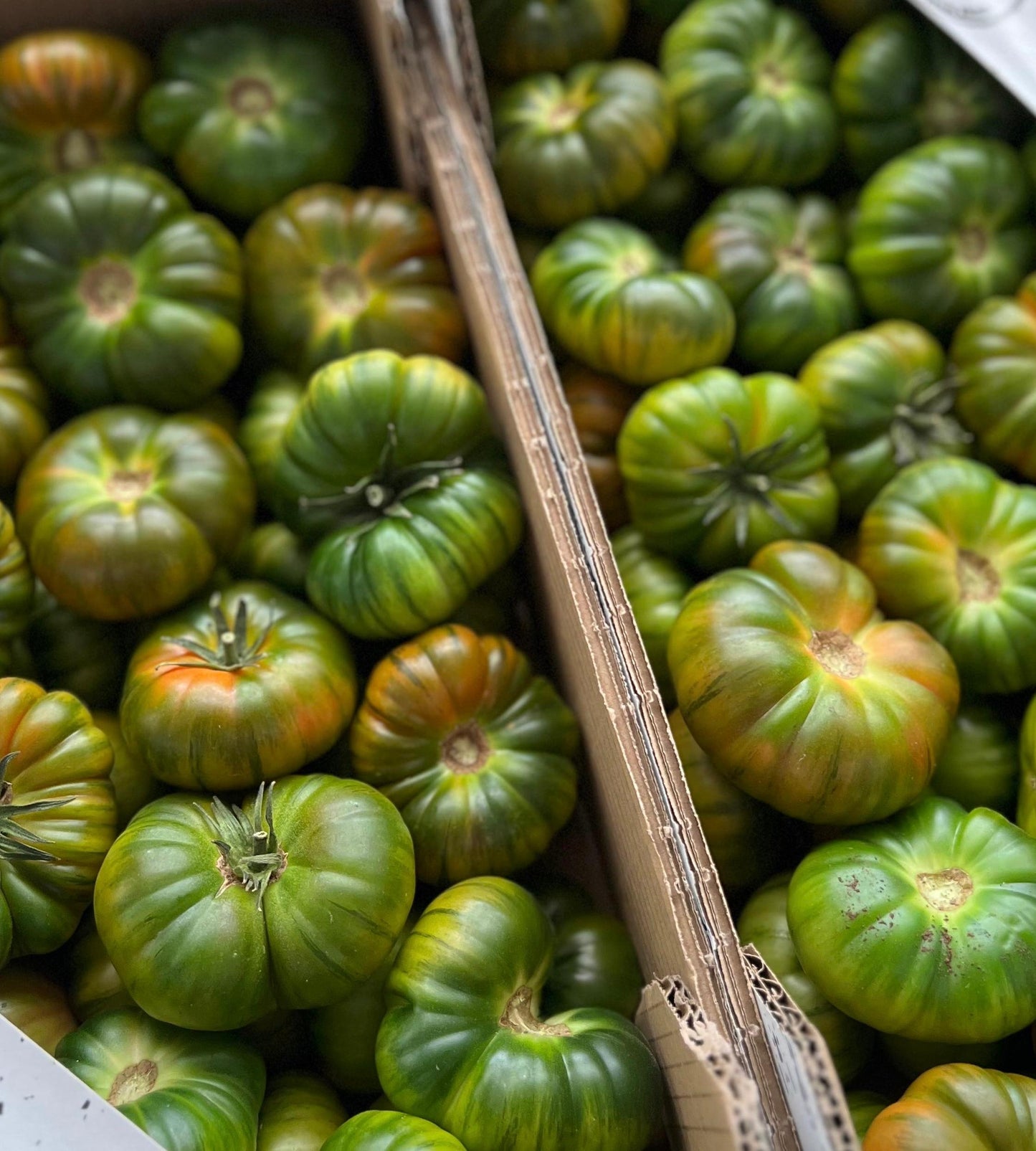 Tomate RAF