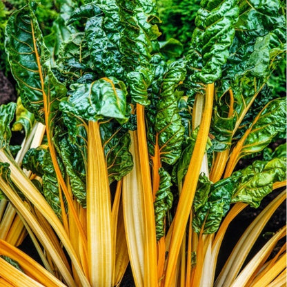 Acelga Amarilla (manojo)