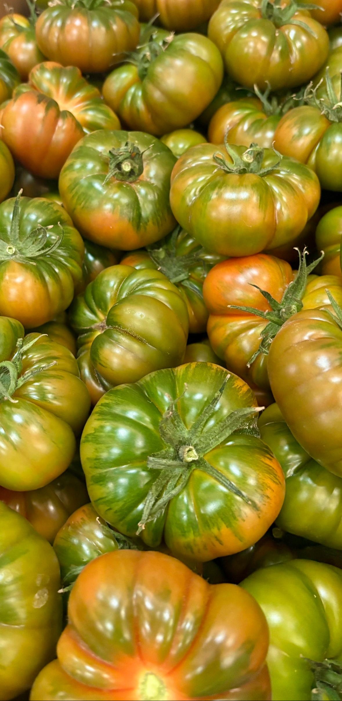 Tomate RAF