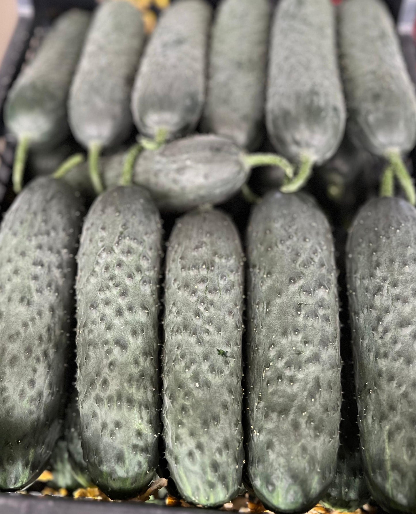 Pepino
