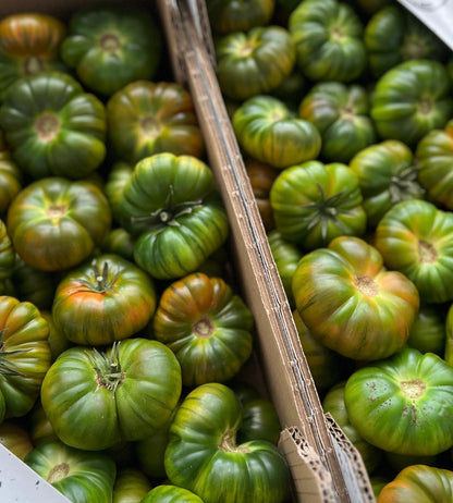 Tomate RAF